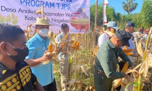 Gubernur VBL melakukan panen jagung (TJPS) bersama masyarakat Desa Anakoli