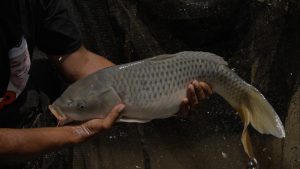 Kunker Bupati Bandung Untuk Tingkatkan Budi Daya Ikan