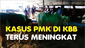 Kasus PMK di KBB Terus Meningkat