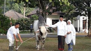 Presiden Jokowi Salurkan Hewan Kurban ke 34 Provinsi