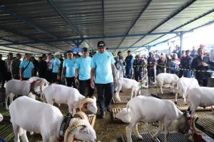 Kontes Domba Garut Diikuti Sebanyak 210 Peserta