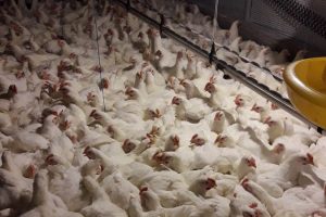 Simak, Cara Mengenali Gejala Flu Burung