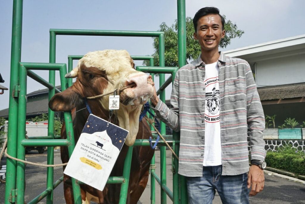 Sapi limosin
