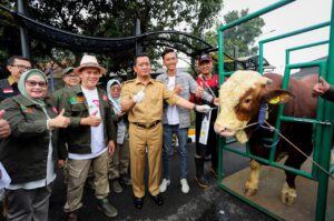 Sapi Limosin Pesanan Jokowi Dikarantina dulu Sebelum Dikirim ke Istana Bogor
