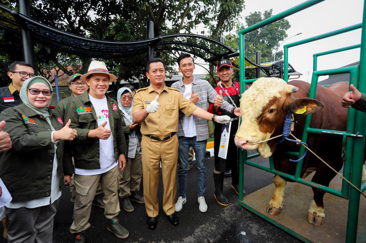 Sapi Limosin