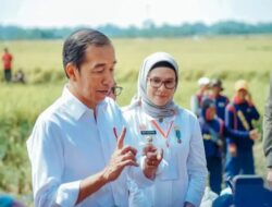 Presiden Jokowi Panen Padi di Indramayu, Kabupaten Penghasil Padi Terbesar di Indonesia