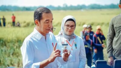 panen padi