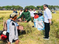 Panen Raya di Indramayu, Presiden Pastikan Produksi Padi Baik