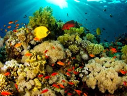 Mau Tahu Apa Keistimewaan dari Bunaken yang Eksotis Dibandingkan Taman Laut Lainnya?