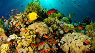 apa keistimewaan dari bunaken
