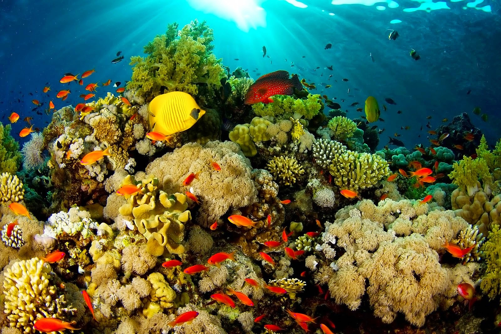 apa keistimewaan dari bunaken