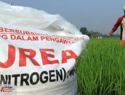 Produksi Beras Masih Sesuai Target, DPKP KBB: Panen Tahun ini Mengalami Surplus