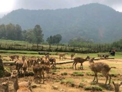 Puluhan Objek Wisata PT Palawi Risorsis Wilayah Barat Siap Sambut Wisatawan