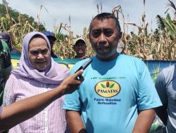 Gunakan Formula ini, PT TAS Panen Jagung Hibrida di Lahan 1,5 Hektare pada Awal Tahun Baru 2025