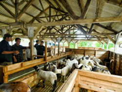 Jabar Tingkatkan Pembibitan Domba Garut