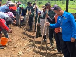 Poktan Cikawung jaya 2 lakukan perluasan tanam padi gogo