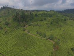 Kelestarian Lingkungan dan Ekosistem Alam di Wilayah Agrowisata Gunung Mas Terus Dijaga