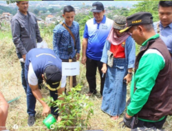 Penanaman 1.000 Pohon di Gunung Sumbul Cimanggung