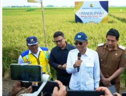 Menteri PU dan Bupati Indramayu Panen Perdana Metode IPHA, Hasilkan 11 Ton Per Hektare
