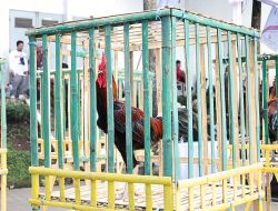 Kontes Ayam Hias Kota Cimahi 2025: Menjaga Tradisi, Meraih Prestasi
