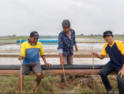 Petani Perangi Hama tikus Dengan cara Gropyokan