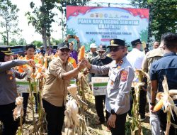 Panen Raya Jagung, Langkah Nyata Indramayu Menuju Swasembada Pangan